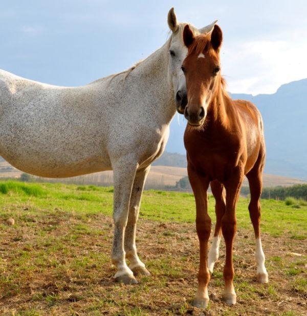Two horses in a field Two horses in a field