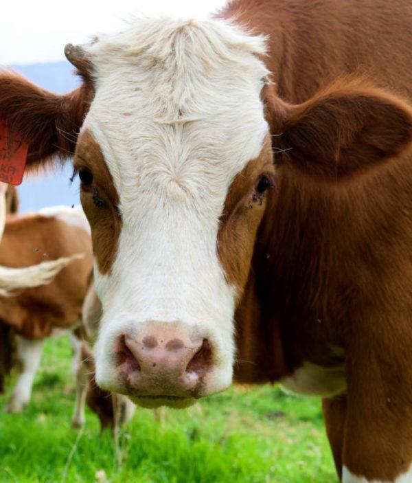 A brown and white cow A brown and white cow