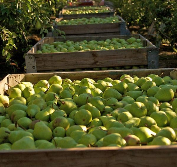 Freshly picked pears in bins on a farm Freshly picked pears in bins on a farm