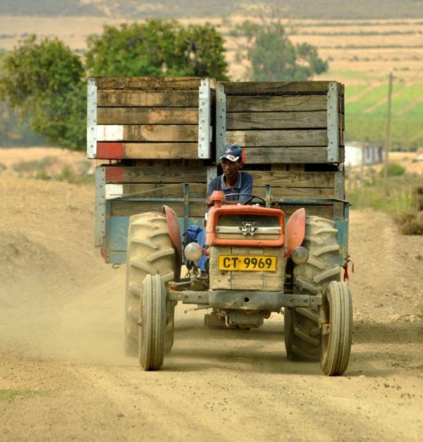 A farm worker driving a tractor on a dirt road. A farm worker driving a tractor on a dirt road.