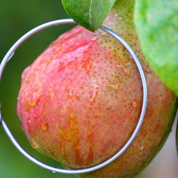 Closeup of an apple on a tree Closeup of an apple on a tree