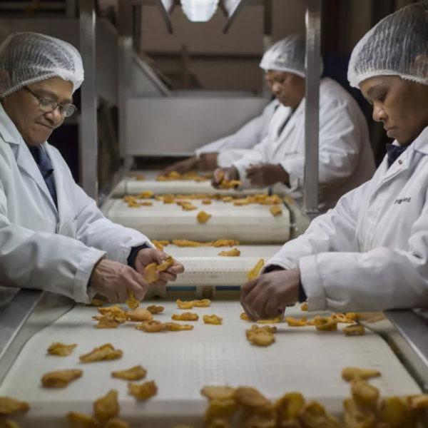 Cecilias Farm staff sorting dried fruits in a factory shop Cecilias Farm staff sorting dried fruits in a factory shop
